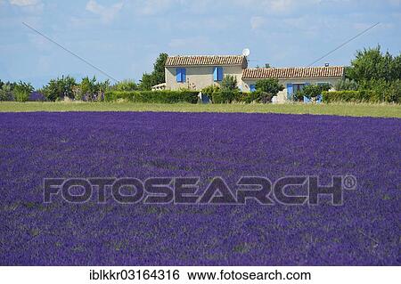 Stock Photograph - "Lavender field, Plateau de Valensole, Valensole, Provence, Region Provence-Alpes-Cote d? ÇÖAzur, France, Europe". Fotosearch