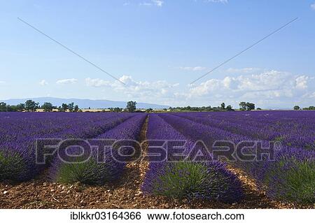 Stock Photograph - "Lavender field, Plateau de Valensole, Valensole, Provence, Region Provence-Alpes-Cote d? ÇÖAzur, France, Europe". Fotosearch