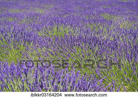 "Lavender field, Provence, Region Provence-Alpes-Cote d? ÇÖAzur, France, Europe" View Large Photo Image Picture - "Lavender field, Provence, Region Provence-Alpes-Cote d? ÇÖAzur, France, Europe". Fotosearch