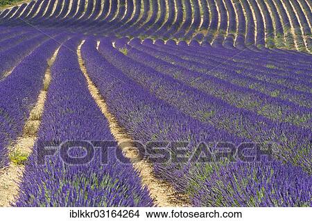 "Lavender field, Provence, Region Provence-Alpes-Cote d? ÇÖAzur, France, Europe" View Large Photo Image Picture - "Lavender field, Provence, Region Provence-Alpes-Cote d? ÇÖAzur, France, Europe". Fotosearch