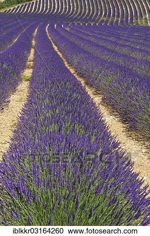 "Lavender field, Provence, Region Provence-Alpes-Cote d? ÇÖAzur, France, Europe" View Large Photo Image Stock Image - "Lavender field, Provence, Region Provence-Alpes-Cote d? ÇÖAzur, France, Europe". Fotosearch