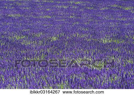 "Lavender field, Provence, Region Provence-Alpes-Cote d? ÇÖAzur, France, Europe" View Large Photo Image Stock Photo - "Lavender field, Provence, Region Provence-Alpes-Cote d? ÇÖAzur, France, Europe". Fotosearch