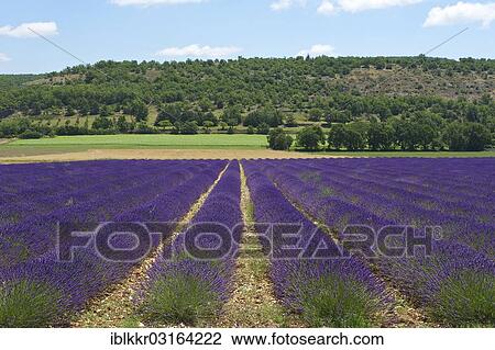"Lavender field, Sault, Provence, Region Provence-Alpes-Cote d? ÇÖAzur, France, Europe" View Large Photo Image Stock Image - "Lavender field, Sault, Provence, Region Provence-Alpes-Cote d? ÇÖAzur, France, Europe". Fotosearch