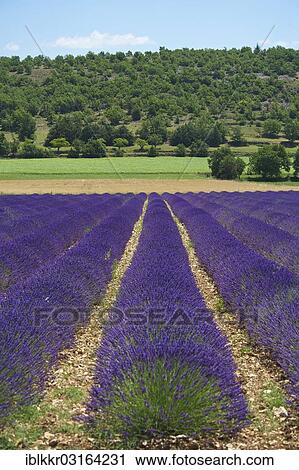 Stock Image - "Lavender field, Sault, Provence, Region Provence-Alpes-Cote d? ÇÖAzur, France, Europe". Fotosearch