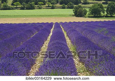 "Lavender field, Sault, Provence, Region Provence-Alpes-Cote d? ÇÖAzur, France, Europe" View Large Photo Image Stock Photo - "Lavender field, Sault, Provence, Region Provence-Alpes-Cote d? ÇÖAzur, France, Europe". Fotosearch