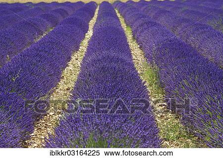 "Lavender field, Sault, Provence, Region Provence-Alpes-Cote d? ÇÖAzur, France, Europe" View Large Photo Image Stock Photography - "Lavender field, Sault, Provence, Region Provence-Alpes-Cote d? ÇÖAzur, France, Europe". Fotosearch