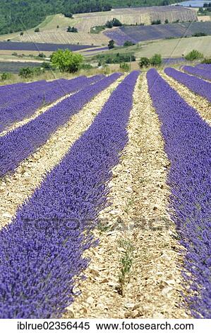 "Lavender field, Sault, Provence, France, Europe" View Large Photo Image Stock Photography - "Lavender field, Sault, Provence, France, Europe". Fotosearch