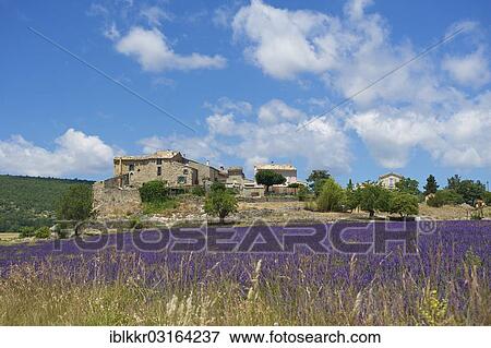 "Lavender field with an old settlement, Provence, Region Provence-Alpes-Cote d? ÇÖAzur, France, Europe" View Large Photo Image Stock Photo - "Lavender field with an old settlement, Provence, Region Provence-Alpes-Cote d? ÇÖAzur, France, Europe". Fotosearch