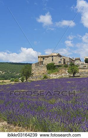 "Lavender field with an old settlement, Provence, Region Provence-Alpes-Cote d? ÇÖAzur, France, Europe" View Large Photo Image Stock Photo - "Lavender field with an old settlement, Provence, Region Provence-Alpes-Cote d? ÇÖAzur, France, Europe". Fotosearch