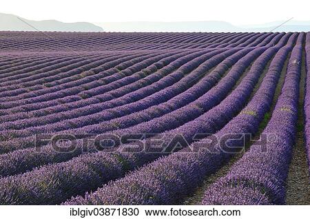 "Lavender fields (Lavandula angustifolia), Valensole, Departement Alpes-de-Haute-Provence, Provence-Alpes-Cote d'Â’Azur, France, Europe" View Large Photo Image Stock Image - "Lavender fields (Lavandula angustifolia), Valensole, Departement Alpes-de-Haute-Provence, Provence-Alpes-Cote d'Â’Azur, France, Europe". Fotosearch