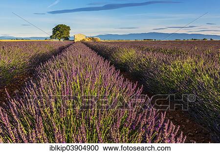 "Lavender fields (Lavandula angustifolia), Valensole, Departement Alpes-de-Haute-Provence, Provence-Alpes-Cote d'Â’Azur, France, Europe" View Large Photo Image Stock Image - "Lavender fields (Lavandula angustifolia), Valensole, Departement Alpes-de-Haute-Provence, Provence-Alpes-Cote d'Â’Azur, France, Europe". Fotosearch