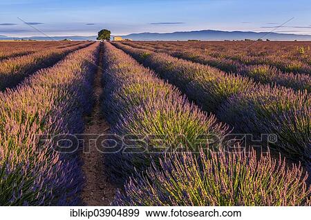 Stock Photo - "Lavender fields (Lavandula angustifolia), Valensole, Departement Alpes-de-Haute-Provence, Provence-Alpes-Cote d'Â’Azur, France, Europe". Fotosearch
