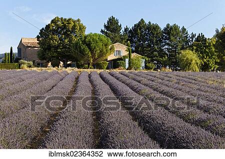 Stock Image - "Lavender fields near Sault, Apt, Provence region, Departement Vaucluse, France, Europe". Fotosearch