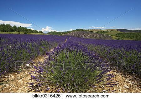 "Lavender fields, Provence, Region Provence-Alpes-Cote d? ÇÖAzur, France, Europe" View Large Photo Image Stock Image - "Lavender fields, Provence, Region Provence-Alpes-Cote d? ÇÖAzur, France, Europe". Fotosearch