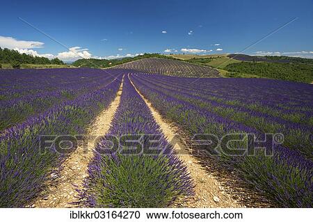Stock Image - "Lavender fields, Provence, Region Provence-Alpes-Cote d? ÇÖAzur, France, Europe". Fotosearch