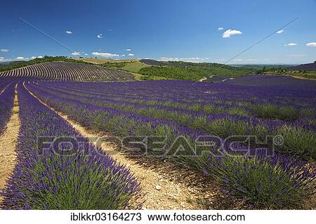 Stock Image - "Lavender fields, Provence, Region Provence-Alpes-Cote d? ÇÖAzur, France, Europe". Fotosearch