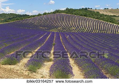Stock Photo - "Lavender fields, Provence, Region Provence-Alpes-Cote d? ÇÖAzur, France, Europe". Fotosearch