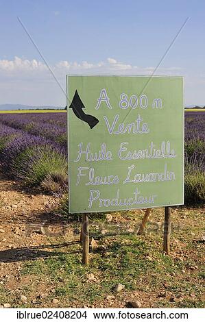 "Lavender for sale sign near Puimoisson, Plateau de Valensole, Valensole, Alpes-de-Haute-Provence, Region Rhone-Alpes, France, Europe" View Large Photo Image Picture - "Lavender for sale sign near Puimoisson, Plateau de Valensole, Valensole, Alpes-de-Haute-Provence, Region Rhone-Alpes, France, Europe". Fotosearch