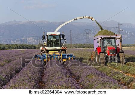 "Lavender harvest by modern methods on the Valensole plateau, Riez, Provence region, Departement Alpes-de-Haute-Provence, France, Europe" View Large Photo Image Picture - "Lavender harvest by modern methods on the Valensole plateau, Riez, Provence region, Departement Alpes-de-Haute-Provence, France, Europe". Fotosearch