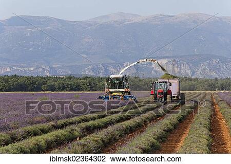 Stock Image - "Lavender harvest by modern methods on the Valensole plateau, Riez, Provence region, Departement Alpes-de-Haute-Provence, France, Europe". Fotosearch