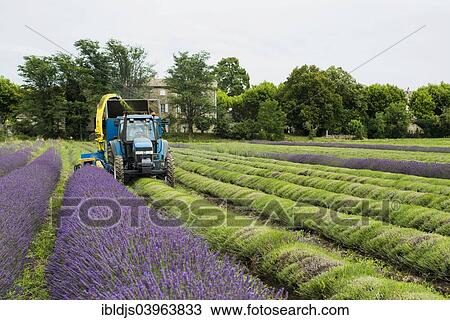 Stock Image - "Lavender harvest, Grignan, Departement Drome, Rhone-Alpes, Provence, France, Europe". Fotosearch