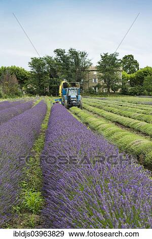 Stock Photo - "Lavender harvest, Grignan, Departement Drome, Rhone-Alpes, Provence, France, Europe". Fotosearch