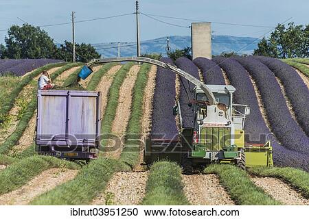 "Lavender harvest in Valensole, Plateau de Valensole, Departement Alpes-de-Haute-Provence, Provence, France, Europe" View Large Photo Image Stock Image - "Lavender harvest in Valensole, Plateau de Valensole, Departement Alpes-de-Haute-Provence, Provence, France, Europe". Fotosearch