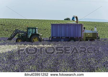 Stock Image - "Lavender harvest in Valensole, Plateau de Valensole, Departement Alpes-de-Haute-Provence, Provence, France, Europe". Fotosearch