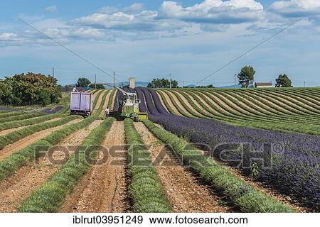 "Lavender harvest in Valensole, Plateau de Valensole, Departement Alpes-de-Haute-Provence, Provence, France, Europe" View Large Photo Image Stock Photo - "Lavender harvest in Valensole, Plateau de Valensole, Departement Alpes-de-Haute-Provence, Provence, France, Europe". Fotosearch