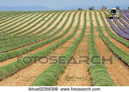 "Lavender harvest near Valensole, Alpes-de-Haute-Provence, France, Europe" View Large Photo Image Stock Photo - "Lavender harvest near Valensole, Alpes-de-Haute-Provence, France, Europe". Fotosearch