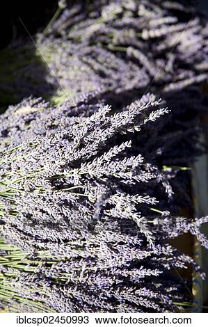 "Lavender, in Sault, France, Europe" View Large Photo Image Stock Image - "Lavender, in Sault, France, Europe". Fotosearch