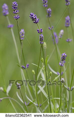 "Lavender (Lavandula angustifolia), Schwaz, Tyrol, Austria, Europe" View Large Photo Image Stock Image - "Lavender (Lavandula angustifolia), Schwaz, Tyrol, Austria, Europe". Fotosearch