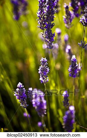 Stock Image - "Lavender (Lavandula angustifolia), near Sault and Aurel, in the Chemin des Lavandes, Provence-Alpes-Cote d'Azur, Southern France, France, Europe, PublicGround, Europe". Fotosearch