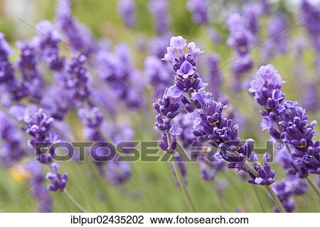 "Lavender (Lavandula angustifolia, syn Lavandula officinalis, Lavandula vera) in bloom, Saxony, Germany, Europe" View Large Photo Image Stock Image - "Lavender (Lavandula angustifolia, syn Lavandula officinalis, Lavandula vera) in bloom, Saxony, Germany, Europe". Fotosearch