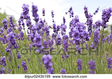 "Lavender (Lavandula angustifolia, syn Lavandula officinalis, Lavandula vera) in bloom, Saxony, Germany, Europe" View Large Photo Image Stock Photo - "Lavender (Lavandula angustifolia, syn Lavandula officinalis, Lavandula vera) in bloom, Saxony, Germany, Europe". Fotosearch