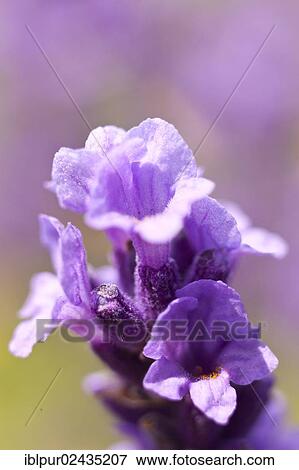 "Lavender (Lavandula angustifolia, syn Lavandula officinalis, Lavandula vera) in bloom, Saxony, Germany, Europe" View Large Photo Image Stock Photo - "Lavender (Lavandula angustifolia, syn Lavandula officinalis, Lavandula vera) in bloom, Saxony, Germany, Europe". Fotosearch
