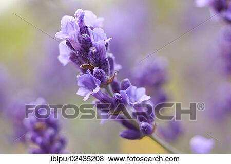 "Lavender (Lavandula angustifolia, syn Lavandula officinalis, Lavandula vera) in bloom, Saxony, Germany, Europe" View Large Photo Image Stock Photo - "Lavender (Lavandula angustifolia, syn Lavandula officinalis, Lavandula vera) in bloom, Saxony, Germany, Europe". Fotosearch