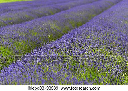 "Lavender (Lavandula sp. ), flowering lavender field, England, United Kingdom, Europe" View Large Photo Image Stock Photo - "Lavender (Lavandula sp. ), flowering lavender field, England, United Kingdom, Europe". Fotosearch
