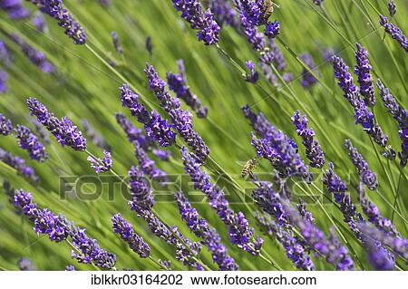 Stock Image - "Lavender (Lavandula sp. ), Provence, Region Provence-Alpes-Cote d? ÇÖAzur, France, Europe". Fotosearch