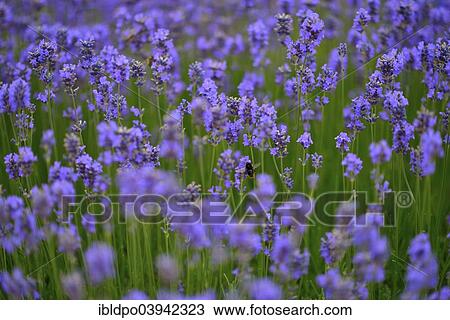 "Lavender (Lavendula sp. ) with bumblebee, Vienna, Austria, Europe" View Large Photo Image Stock Image - "Lavender (Lavendula sp. ) with bumblebee, Vienna, Austria, Europe". Fotosearch
