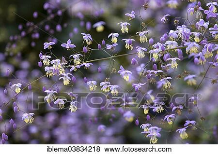 "Lavender Mist (Thalictrum rochebruneanum), flowers, Schleswig-Holstein, Germany, Europe" View Large Photo Image Stock Photo - "Lavender Mist (Thalictrum rochebruneanum), flowers, Schleswig-Holstein, Germany, Europe". Fotosearch