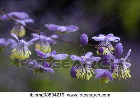 "Lavender Mist (Thalictrum rochebruneanum), flowers, Schleswig-Holstein, Germany, Europe" View Large Photo Image Stock Photo - "Lavender Mist (Thalictrum rochebruneanum), flowers, Schleswig-Holstein, Germany, Europe". Fotosearch