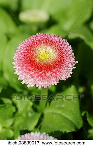 "Lawn daisy (Bellis perennis), Tasso Strawberries and Cream variety, Germany, Europe" View Large Photo Image Stock Photo - "Lawn daisy (Bellis perennis), Tasso Strawberries and Cream variety, Germany, Europe". Fotosearch