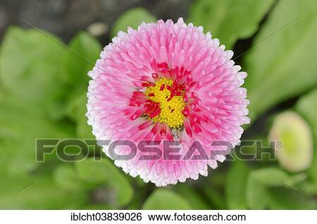 "Lawn daisy (Bellis perennis), Tasso Strawberries and Cream variety, Germany, Europe" View Large Photo Image Stock Photograph - "Lawn daisy (Bellis perennis), Tasso Strawberries and Cream variety, Germany, Europe". Fotosearch