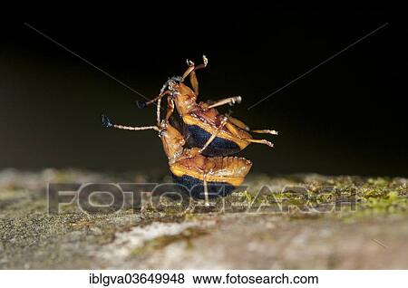 "Leaf Beetles (Chrysomelidae), mating, Tambopata Nature Reserve, Madre de Dios Region, Peru, South America" View Large Photo Image Stock Photo - "Leaf Beetles (Chrysomelidae), mating, Tambopata Nature Reserve, Madre de Dios Region, Peru, South America". Fotosearch