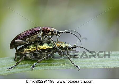 "Leaf beetles (Donacia sp), Bad Hersfeld, Hesse, Germany, Europe" View Large Photo Image Stock Photo - "Leaf beetles (Donacia sp), Bad Hersfeld, Hesse, Germany, Europe". Fotosearch