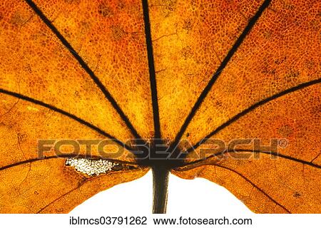 Leaf detail View Large Photo Image Stock Image - Leaf detail. Fotosearch