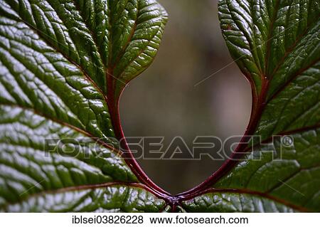 "Leaf in front of the out of focus mountain jungle, Guandera, Northern Ecuador, Ecuador, South America" View Large Photo Image Stock Photo - "Leaf in front of the out of focus mountain jungle, Guandera, Northern Ecuador, Ecuador, South America". Fotosearch