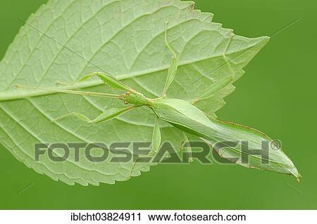"Leaf Insect (Phyllium philippinicum, Phyllium siccifolium), male, native to the Philippines, captive, North Rhine-Westphalia, Germany, Europe" View Large Photo Image Stock Image - "Leaf Insect (Phyllium philippinicum, Phyllium siccifolium), male, native to the Philippines, captive, North Rhine-Westphalia, Germany, Europe". Fotosearch
