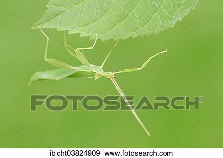 "Leaf Insect (Phyllium philippinicum, Phyllium siccifolium), male, native to the Philippines, captive, North Rhine-Westphalia, Germany, Europe" View Large Photo Image Stock Photo - "Leaf Insect (Phyllium philippinicum, Phyllium siccifolium), male, native to the Philippines, captive, North Rhine-Westphalia, Germany, Europe". Fotosearch